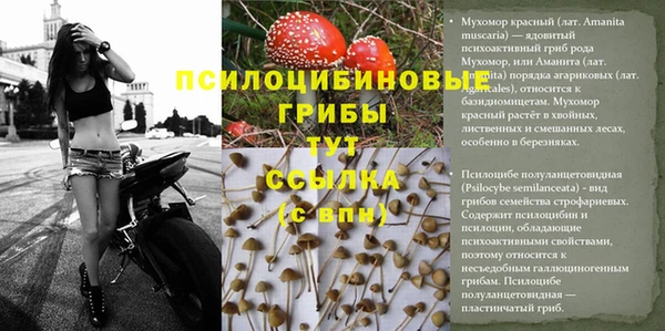 шишки Осташков